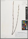 Foto von Salix purpurea L.